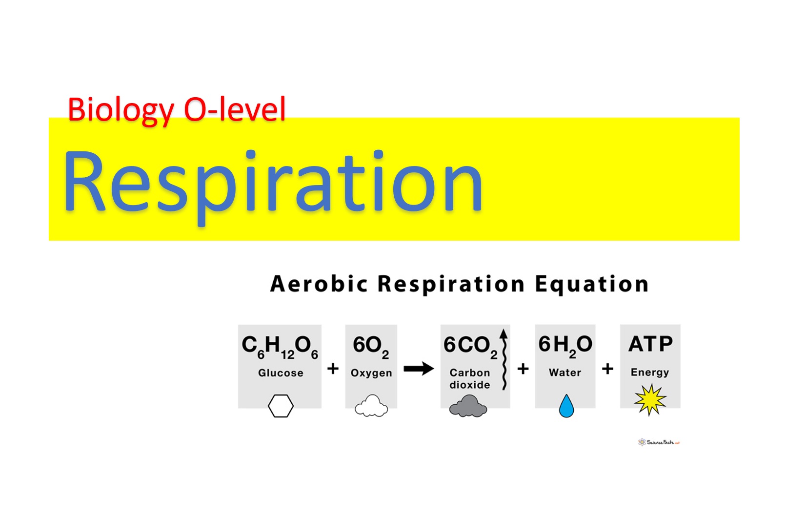 Respiration